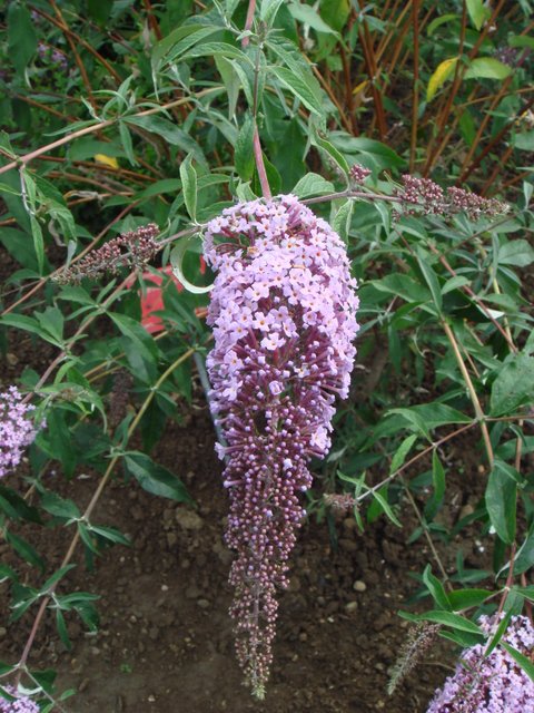 Buddleja davidii 'Nahno Nensis' fleur P13
